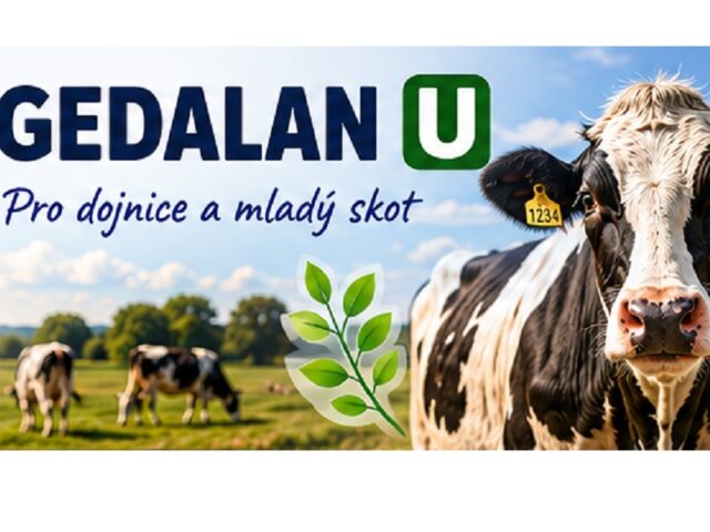 Gedalan a Ing. Aleš Rusek